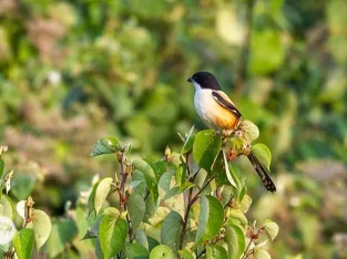 Long-tailed shrike in Bangladesh sundarban forest