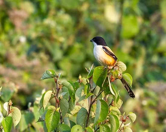 Long-tailed shrike in Bangladesh sundarban forest