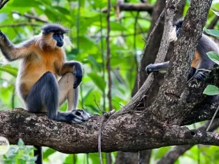 Lovely capped leaf Monkey in the Lawachara rainforest