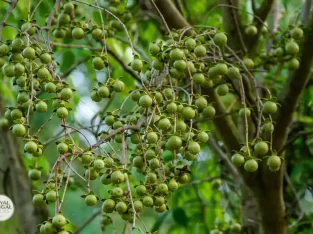 Mangrove apple fruits in sundarban forest can be seen only in summer