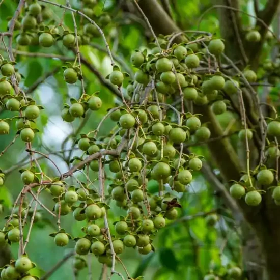 Mangrove apple fruits in sundarban forest can be seen only in summer