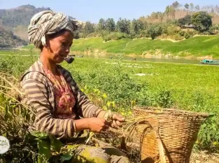 Marma tribal lady harvesting turmeric in Bandarban hill tracts