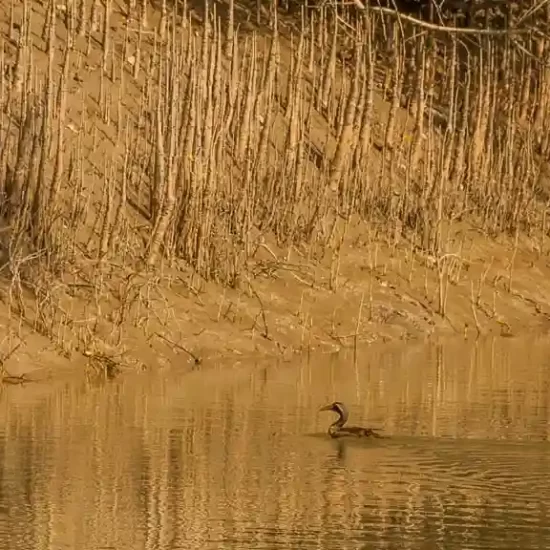 Masked Finfoot bird in Sundarban Forest