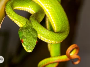 Pitviper snakes in lawachara rainforest