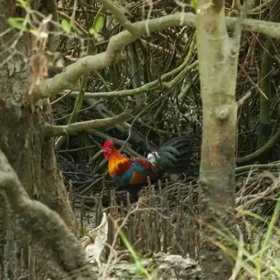 Red junglefowl in Bangladesh sundarban