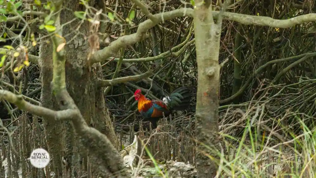 Red junglefowl in Bangladesh sundarban