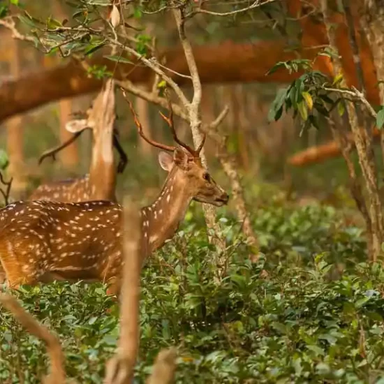 Reddish-brown spotted Deers in sundarban mangrove forest bangladesh