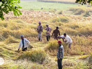 Rice harvesting festival in the north of Bangladesh