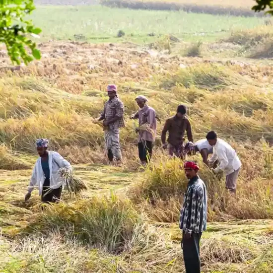 Rice harvesting festival in the north of Bangladesh