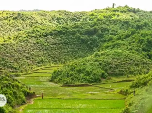 Rice plantation besides the tea plantation in Sreemangal