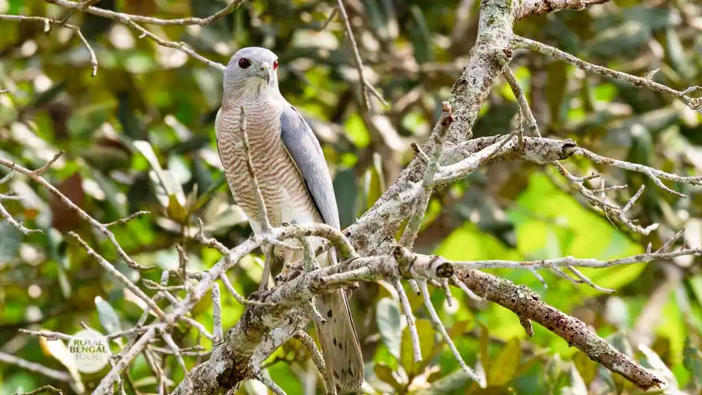 Shikra is one of the dominating prey bird in sundarban forest