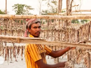 Southern part of Bangladesh produces and export a huge number of best quality dry fish every year