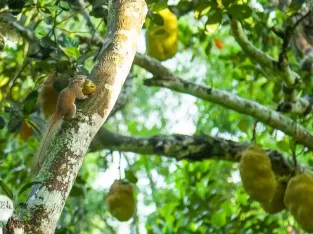 Spotting the wildlife in sreemangal is very easy with us