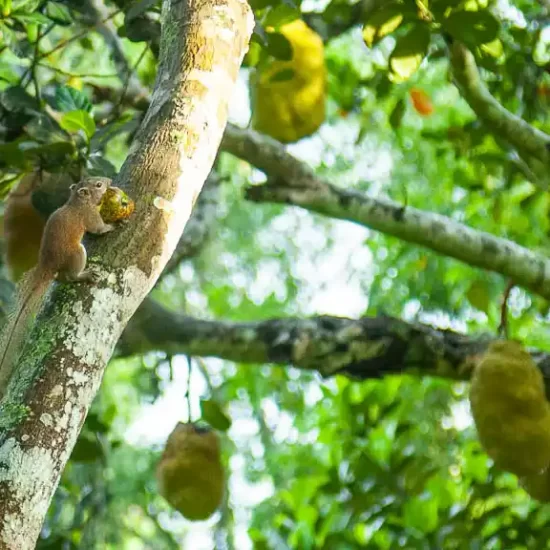 Spotting the wildlife in sreemangal is very easy with us