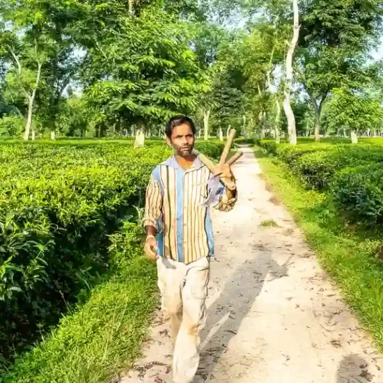 Supervisor make sure that all the women tea workers are working properly