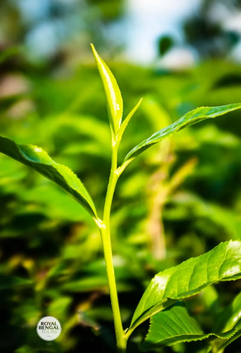 Sylhet and Sreemangal tea estates and rainforest