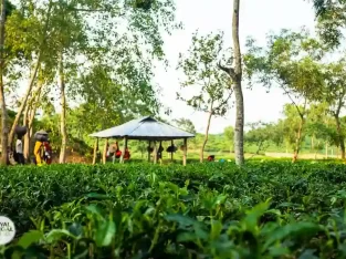 Tea workers are plucking tea in Sreemangal tea estates