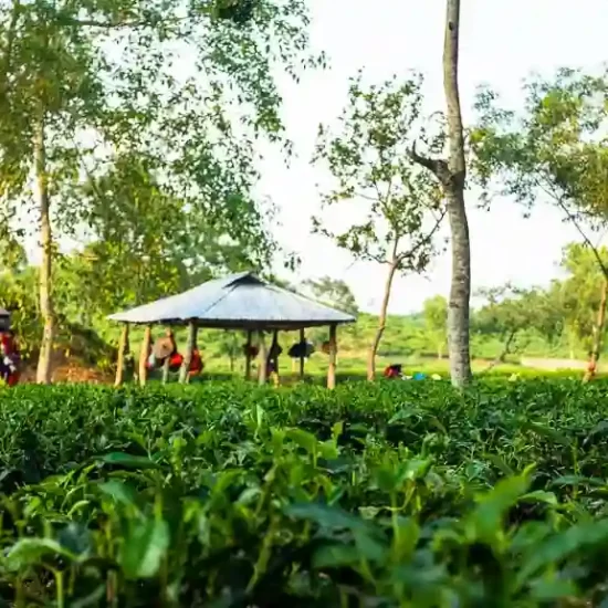 Tea workers are plucking tea in Sreemangal tea estates