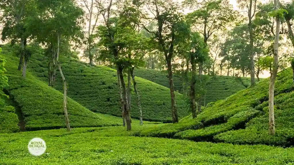 The most beautiful tea estate you can every expect to see in sreemangal