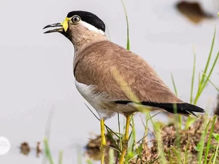 Yellow-wattled lapwing in Bangladesh sundarban