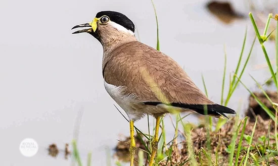 Yellow-wattled lapwing in Bangladesh sundarban