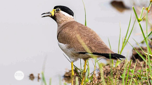 Yellow-wattled lapwing in Bangladesh sundarban