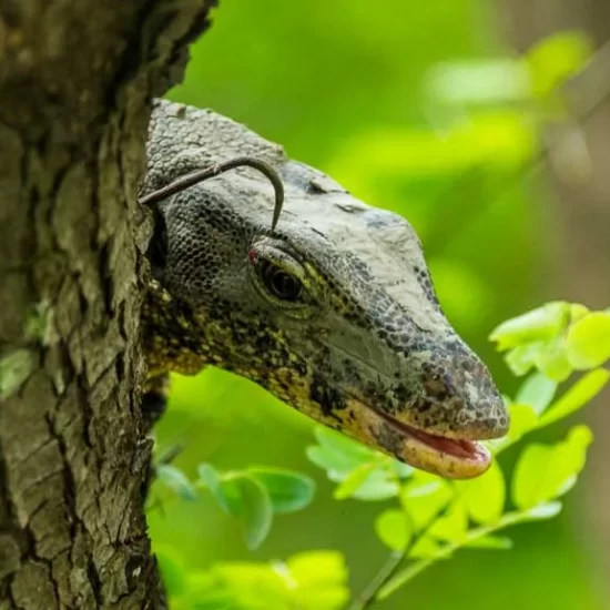 be careful from gient water monitor lizard in sundarban forest