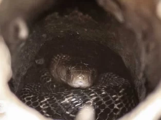 be careful from king cobra during sundarban jungle walk