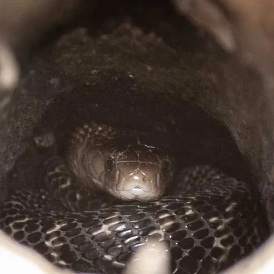 be careful from king cobra during sundarban jungle walk