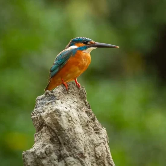 beautiful Common kingfisher in sundarban forest