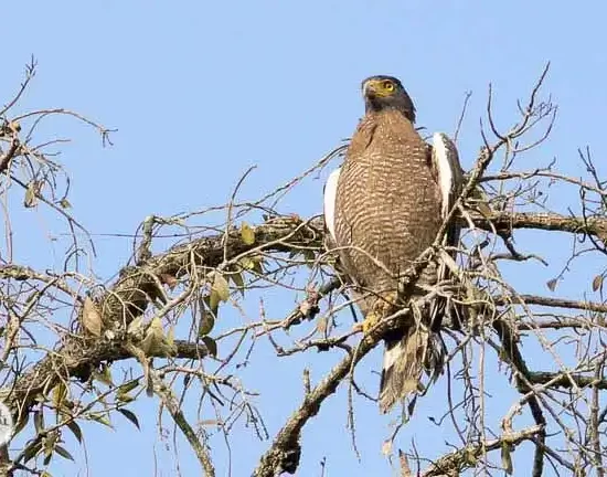 beautiful crested serpent-eagle in sundarban forest