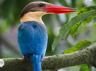 big Stork-billed kingfisher in sundarban forest