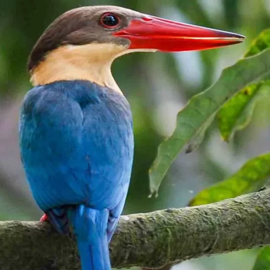 big Stork-billed kingfisher in sundarban forest