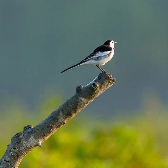 bird watching trip to sundarban forest