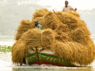 boat full of rice straw in Bangladesh