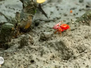 fiddler crabs in Sundarbans forest bangladesh