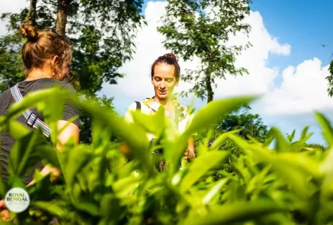 hiking through the beautiful tea estates in Sreemangal