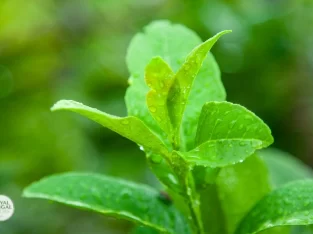 hiking through the lemon orchard is quite an experience during the sreemangal trip