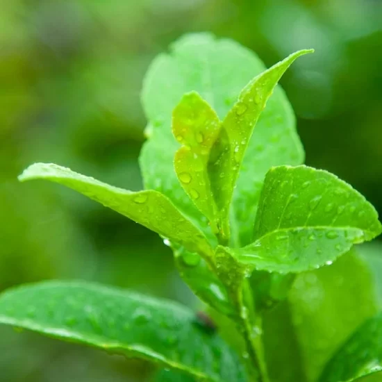 hiking through the lemon orchard is quite an experience during the sreemangal trip