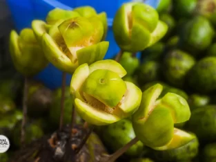 hogplum is a local fruit in bangladesh