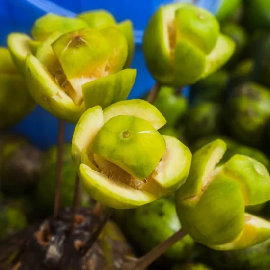 hogplum is a local fruit in bangladesh