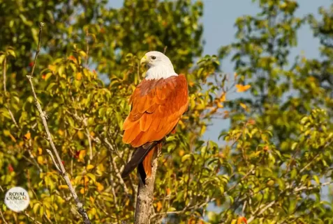 huge Brahmini kite in sundarban forest