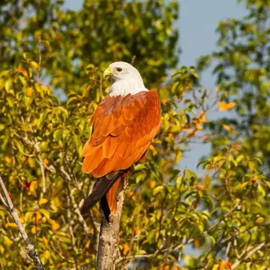 huge Brahmini kite in sundarban forest