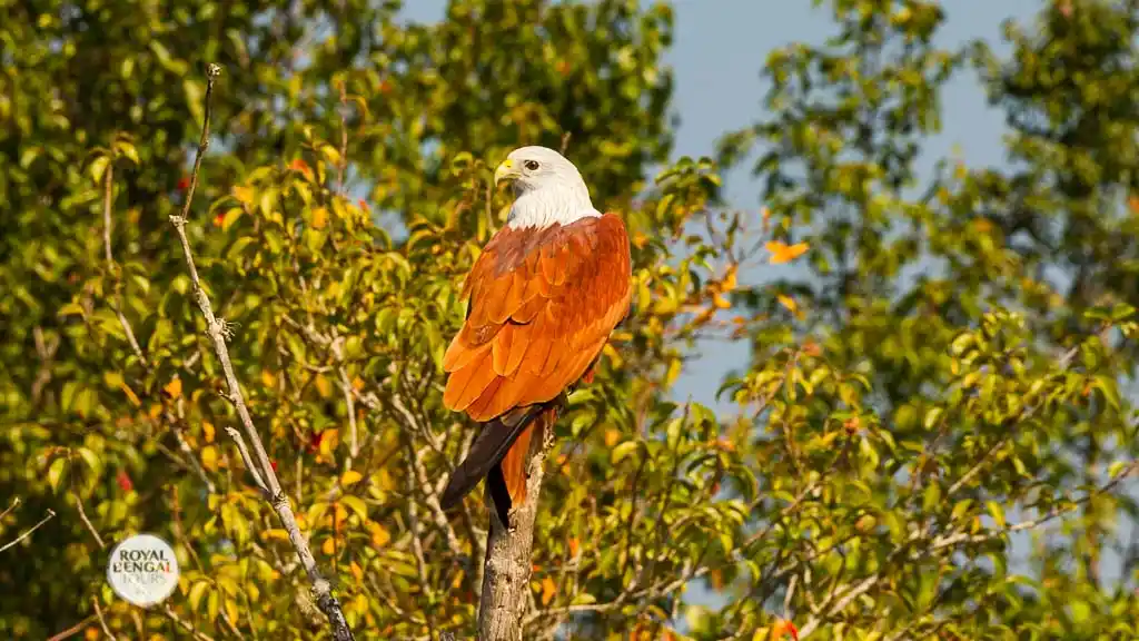 huge Brahmini kite in sundarban forest