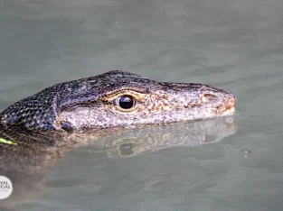 huge Water Monitor Lizards are everywhere in sundarban forest