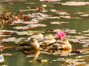 migratory birds in Dhaka