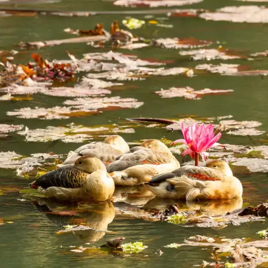 migratory birds in Dhaka