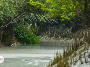 morning rowboat trip through the creeks of sundarban forest