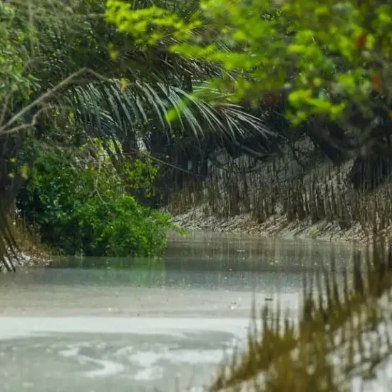 morning rowboat trip through the creeks of sundarban forest