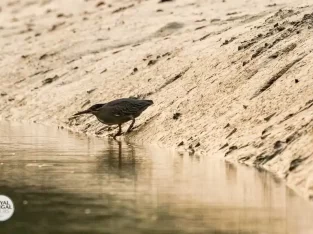 rare Black-crowned night hero in Sundarbans forest